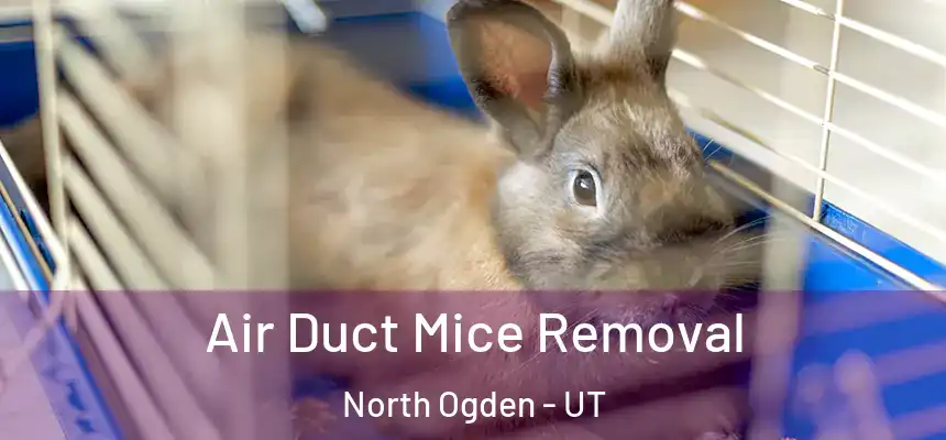 Air Duct Mice Removal North Ogden - UT